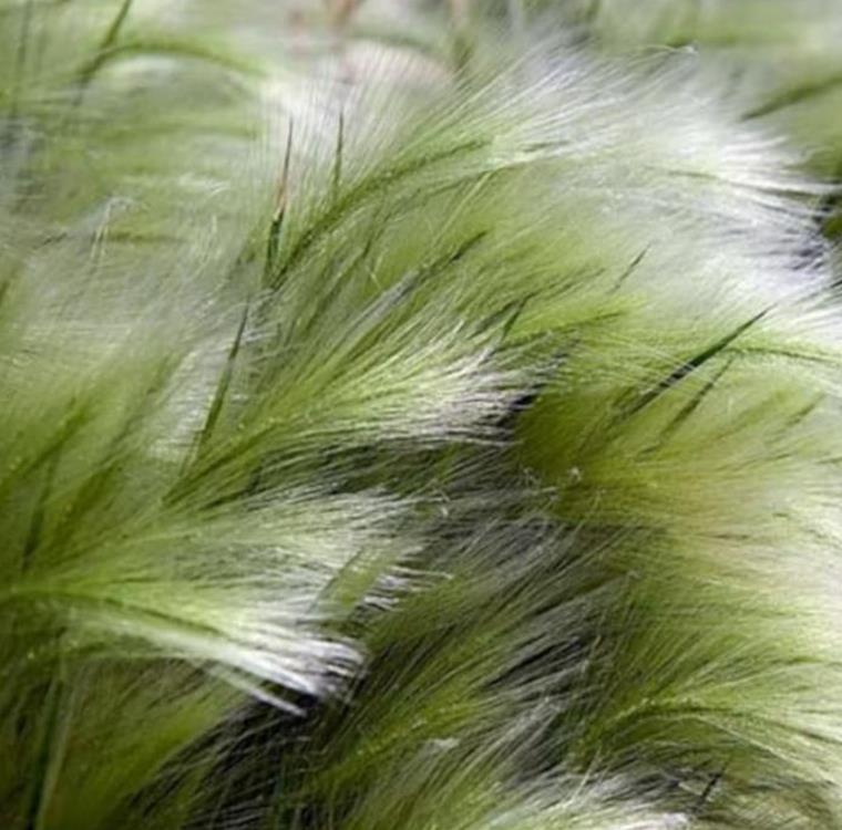 Stipa tenuissima (Nassella tenuissima) - Grama Rabo de Cavalo, Grama Cabelo dos Anjos, Grama de Pena Mexicana, Ponytails