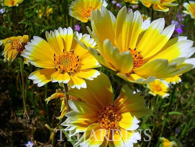 Layia platyglossa - Flor Ovo-Frito, Layia Elegans, Tidytips, Tidy tips Daisy