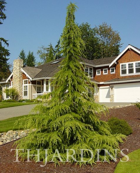 Cedrus deodara - Cedro Do Himalaya - Deodar - Cedro Deodara
