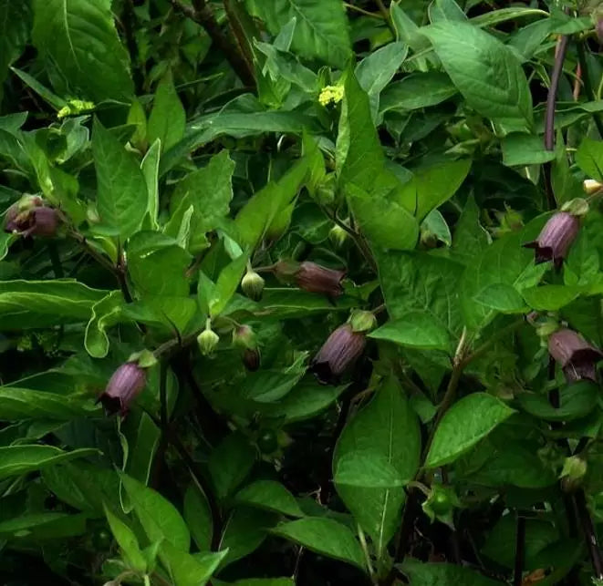 Atropa belladonna - Beladona, Atropa Bella-Donna, Erva do Diabo, Cereja da Morte, Deadly Nightshade