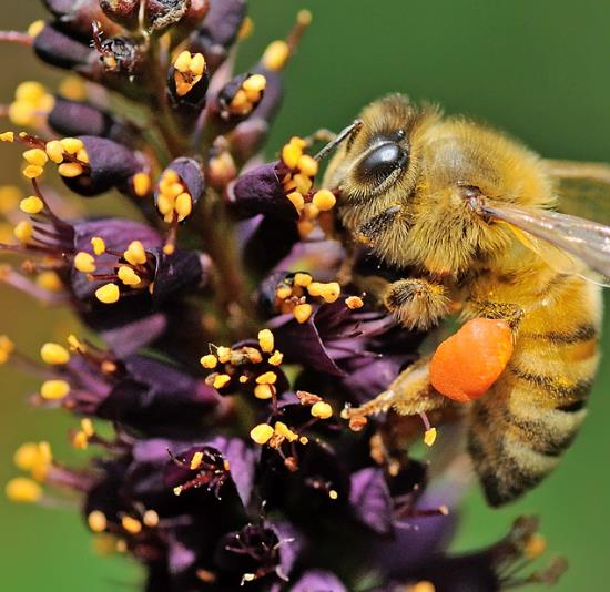 Amorpha Fruticosa - Falso indigo, falso indigo do deserto, indigo bush