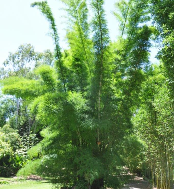 Dendrocalamus membranaceus - Bambu Branco Gigante, Bambu Gigante, Bambu Branco