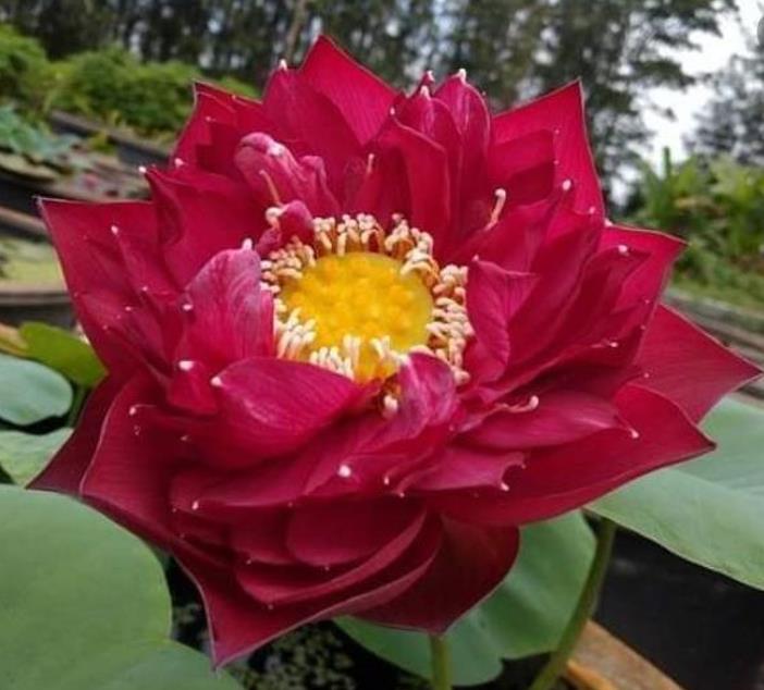 Nelumbo nucifera 'Vermelha' - Lótus Vermelha , Flor de Lótus Vermelha, Lótus Sagrado, Lótus-da-Índia