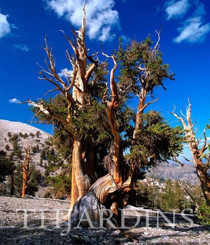 Pinus aristata - Pinus Bristlecone