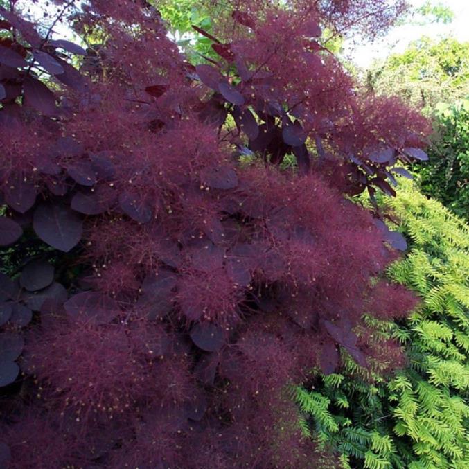 Cotinus coggygria Atropurpurea - Árvore Fumaça Atrorpurpurea, Black Smoke Tree, Purple Smoketree