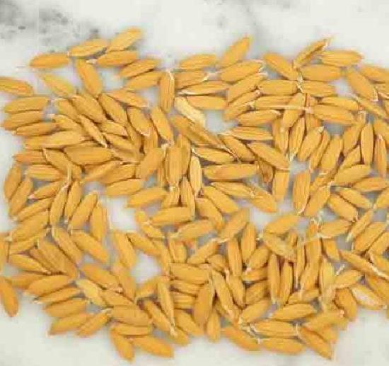 Oryza sativa Carolina gold - Arroz Carolina Gold, Arroz de ouro da Carolina, Sementes de ouro, Grãos de ouro