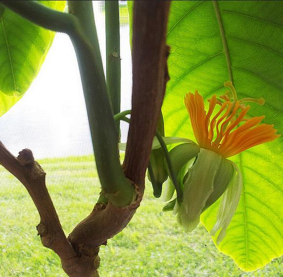 Passiflora macrophylla - Maracujá de árvore, árvore da flor da paixão, granadila del monte