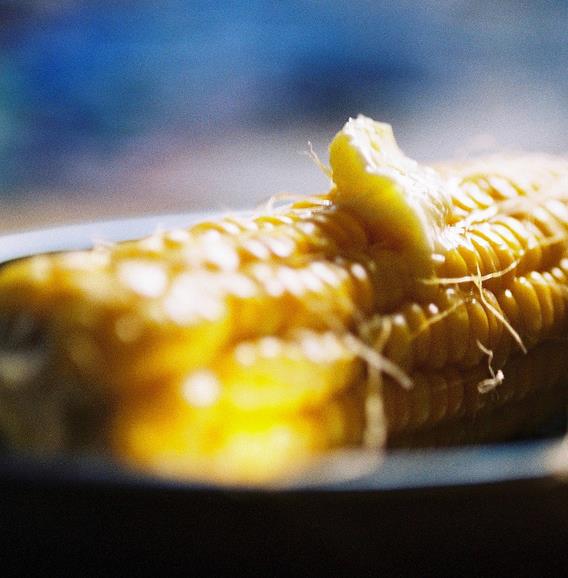 Zea mays Dorinny Sweet (C.O) - Milho Doce Dorinny