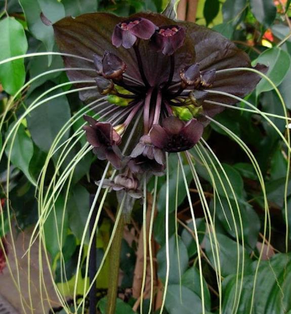 Tacca Cchantrieri - Flor Morcego Negra, Orquídea Negra, Bat flower, Flor de orquídea