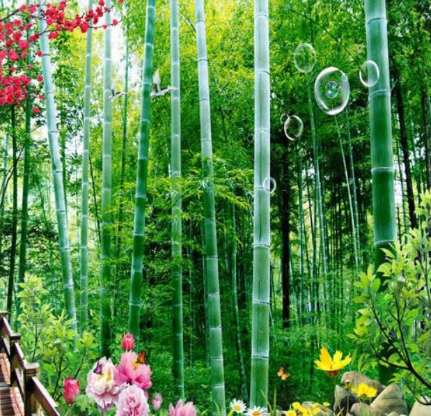 Bambusa bambos (Bambusa arundinacea) - Bambu Indiano, Bambu Gigante, Giant Thorny Bamboo