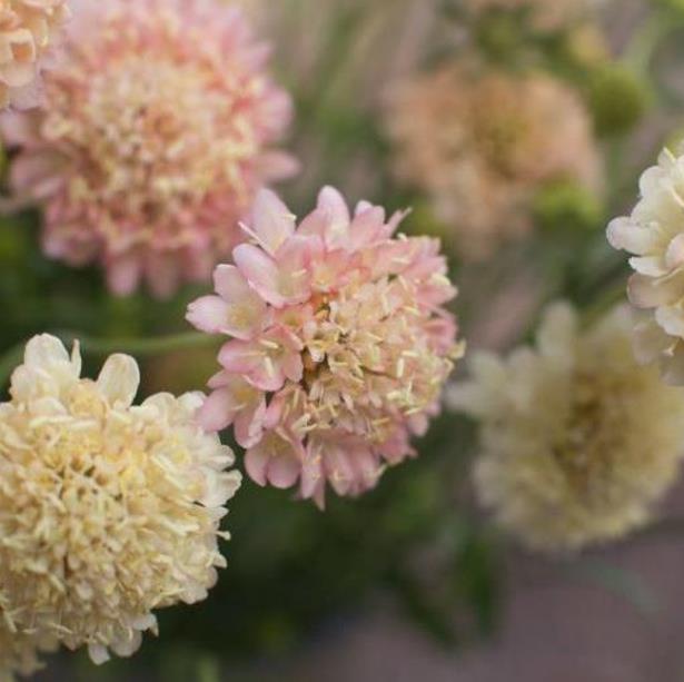 Scabiosa atropurpurea fata Morgana - Doce Escabiosa Creme de Damasco, Escabiosa dos Jardins, Flor da Saudade