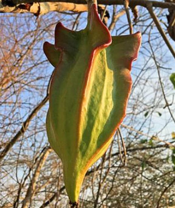 Jacaratia mexicana 'Maroon' - Nome comum: Jacaratia Mexicana, Mamão Papaya Mexicano, Jacarácia, Mamão B