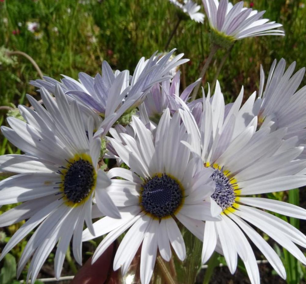 Arctotis grandis - Margarida Africana de Olhos Azuis, Blue Eyed Daisy, Margarida Africana Grandis