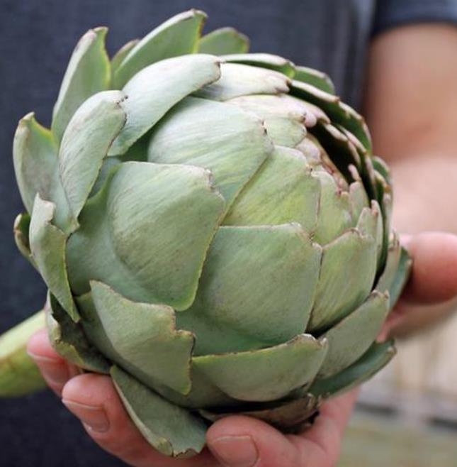 Cynara cardunculus ssp. Scolymus 'Gros Vert de Laon' - Alcachofra Vert de Laon, Alcachofra de Provença