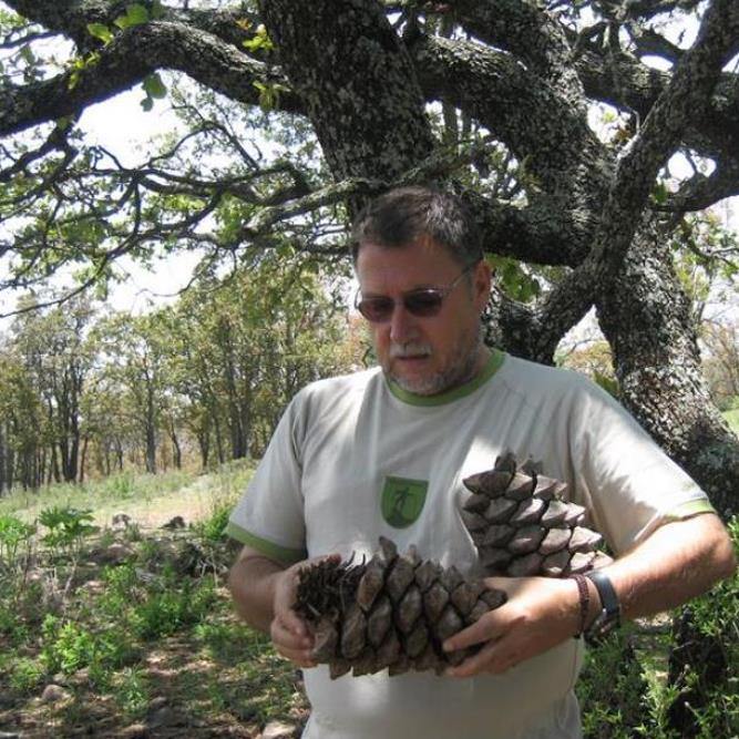 Pinus maximartinezii - Pinhão Martinez, Maxi-Pinhão, Pinhão Real, Pinheiro Zacatecas