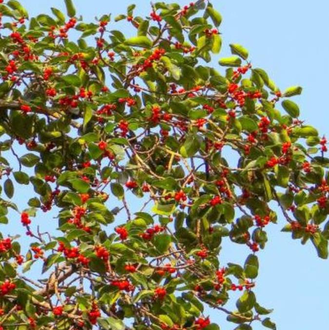 Ficus benghalensis - Figueira de Bengala, Árvore de Banyan