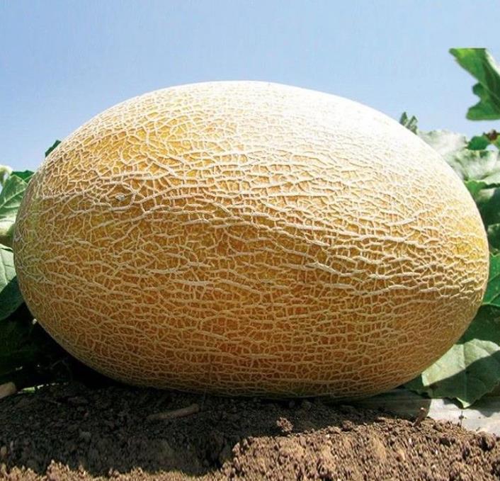 Cucumis armenian giant (Certificação Orgânica) - Melão Gigante Armênio, Melão Persa Gigante, Melão Gigante Doce Milagre