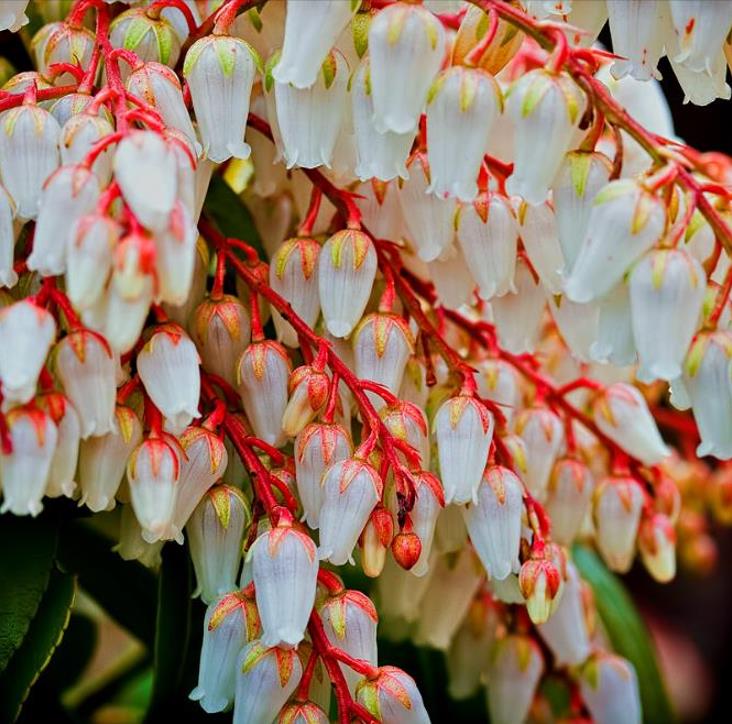 Pieris japonica - Lirio do Vale Japonês, Andrômeda Japonês, Arbusto de Pérolas