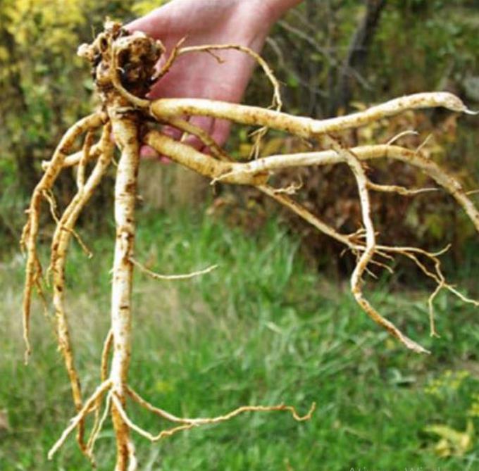 Astragalus membranaceus (Astragalus propinquus) - Erva da Longevidade, Astrágalo, Huang chi, Chinese milk-vetch