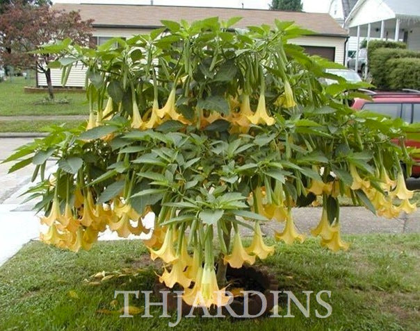 Brugmansia suaveolens var. Amarelo - Brugmansia amarela, Árvore Datura Floração amarela, Árvore Trombeta de Anjo amar
