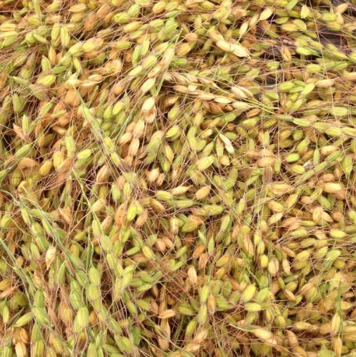 Oryza sativa Duborskian (Certificação Orgânica) - Arroz Duborskian, Arroz de montanha