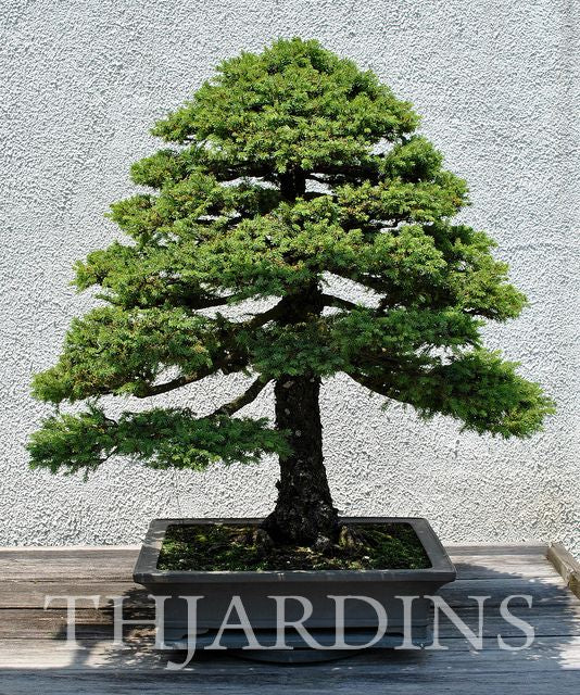 Picea jezoensis - Pinheiro abeto Jezo