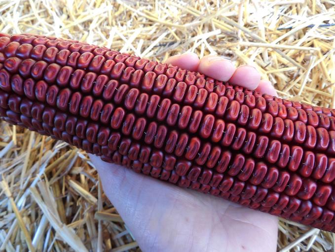 Zea Mays Bloody Butcher (Certificação Orgânica) - Milho Sangrento, Milho Açougueiro Sangrento
