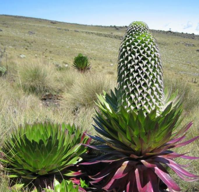 Lobelia gregoriana ssp. Gregoriana - Lobelia gigante, Lobelia Gin Tônica, Lobelia tree