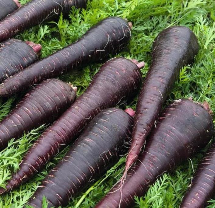Daucus carota 'Pusa Asita Black' (C. O) - Cenoura roxa-enegrecida interior e exterior, Cenoura negra, Cenoura colorida