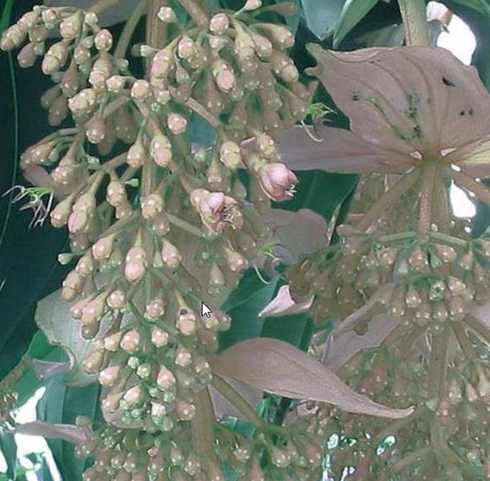 Medinilla magnifica Albiflora - Medinila Pérola Branca, Medinilla Branca, Pearl White Medinilla