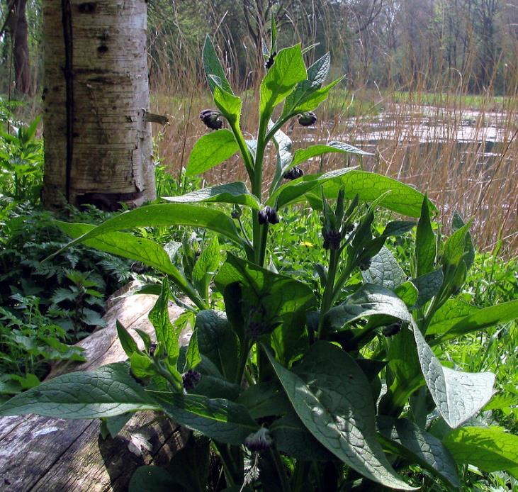 Symphytum officinale - Confrey, Consolida, Consolida Maior, Erva do Cardeal, Quebra Ossos, Larkspur