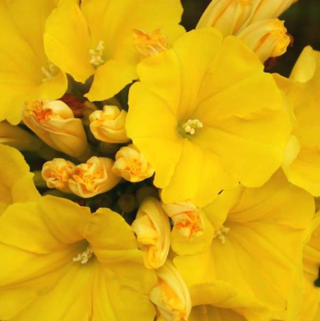 Merremia umbellata (Convolvulus umbellatus, Ipomoea polyanthes) - Rosa de Madeira Amarela, Ipomoea Amarela
