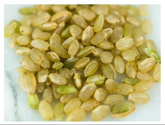 Oryza sativa Hayayuki (Certificação Orgânica) - Arroz Hayayuki