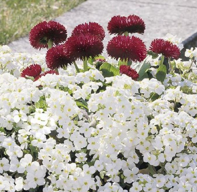 Arabis caucasica Snowfix - Agrião de Rocha do Cáucaso, Luz da Montanha, Wall Rockcress