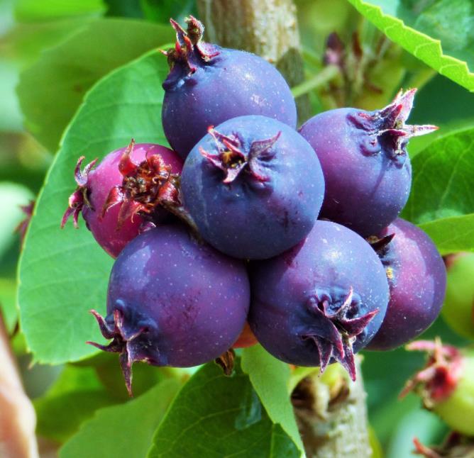 Amelanchier alnifolia - Cereja Saskatoon, Framboesa Saskatoon, Saskatoon Berry