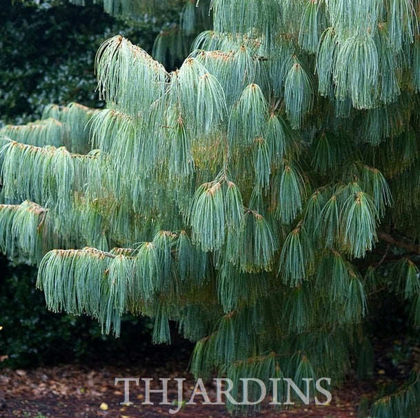 Pinus armandii - Davids Pine, Pinheiro Branco Chinês, Hua Shan Song (Chinês)