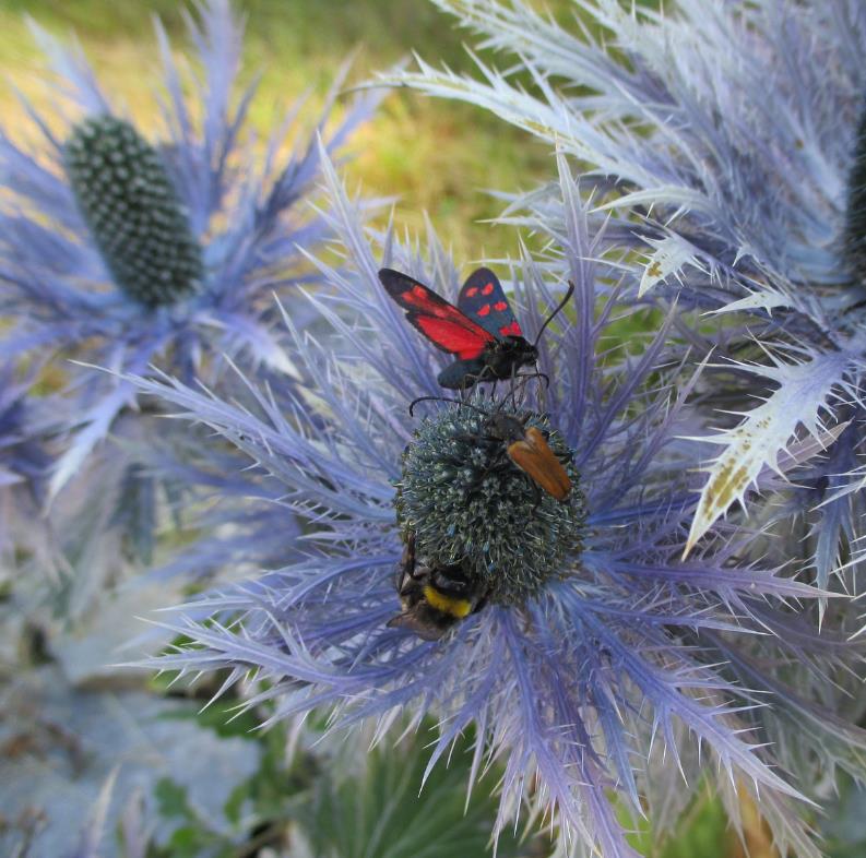 Eryngium alpinum Superbum - Azevinho do mar, Eringio soberbo, Eringio esplêndido, Blue sea holly
