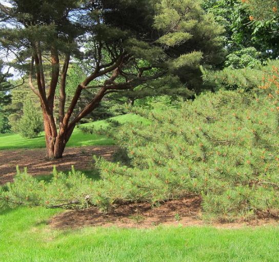 Pinus tabuliformis - Pinheiro vermelho Manchuriano, Pinheiro Chinês do Sul, Pinheiro vermelho Chinês