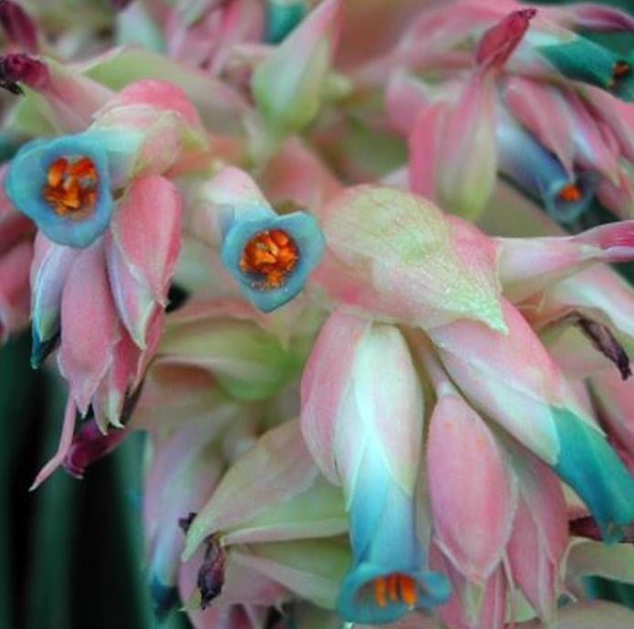 Puya dyckioides - Bromélia Rosa Coral, Bromélia Magnífica, Bromélia Dyckioides