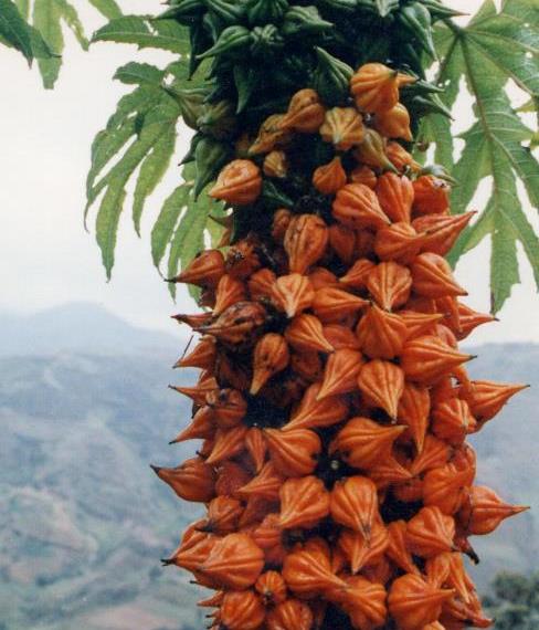 Vasconcellea weberbaueri (Carica weberhaueri hams) - Mamão Mausha