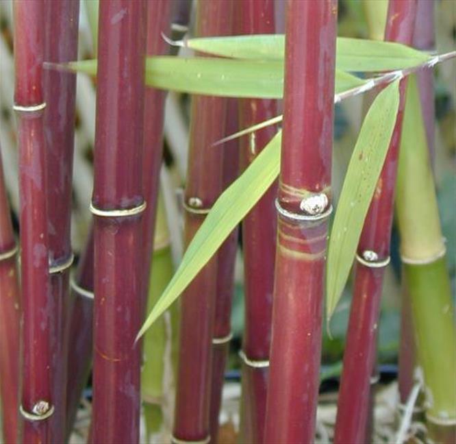 Borinda fungosa (Fargesia fungosa) - Bambu Chocolate