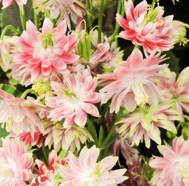 Aquilegia vulgaris Stellata Nora Barlow - Aquilegia Flor de Clematis (tricolor), Rosa Columbina Dobrada Tricolor (rosa,