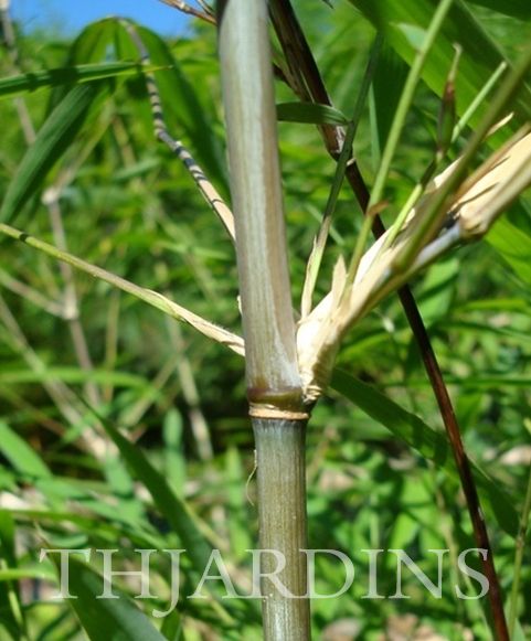 Fargesia yunnanensis - Bambu Borinda Yunnanensis