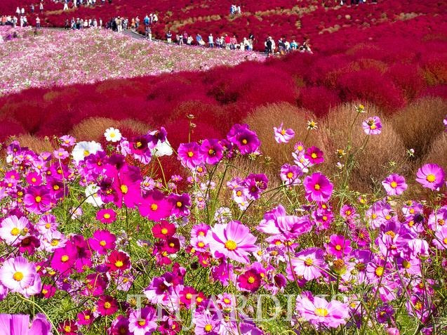 Bassia Scoparia Var.trichophylla - Kochia Vermelha, Cipreste De Verão, Arbusto Ardente