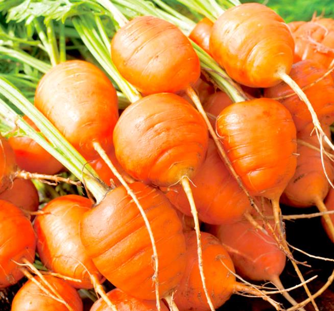 Daucus carota Ssp Sativus 'Parisienne Tonda Di Parigi' (Certificação Orgânica) - Cenoura Redonda de Paris, Cenoura do Me