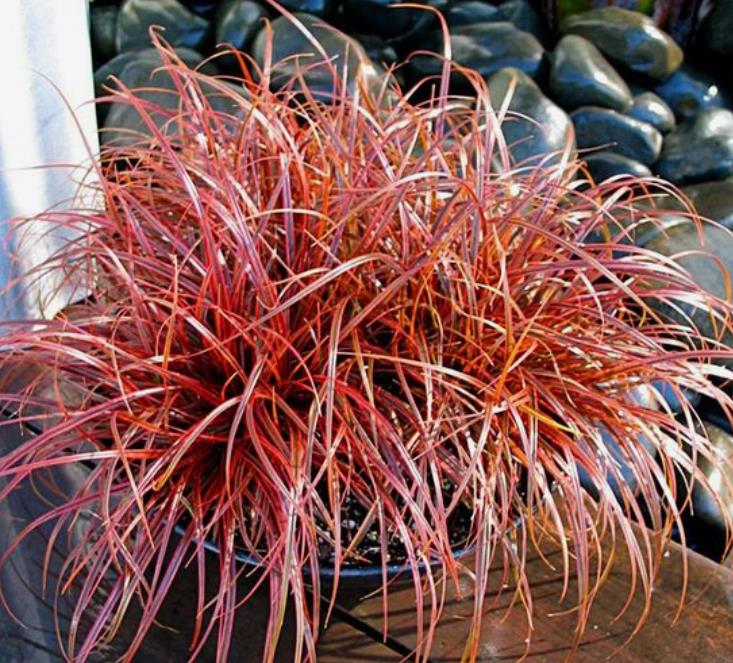 Uncinia rubra - Grama Vermelha