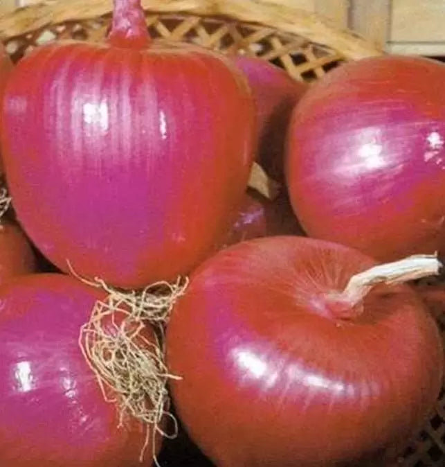 Allium cepa Tropeana Tonda (C.O) - Cebola Rosa Italiana, Cebola da Calábria