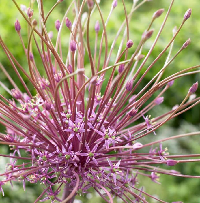 Allium schubertii - Cebola Ornamental Fogos de Artifício