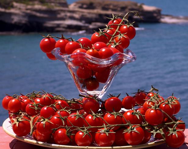 Solanum lycopersicon Gardeners Delight (Certificação Orgânica) - Tomate Prazer do Jardineiro, Tomate Prazer do Jardim