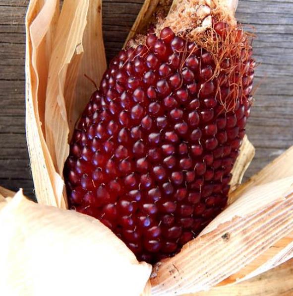 Zea mays Strawberry Popcorn (C.O) - Milho Pipoca Morango, Milho Pipoca Ornamental